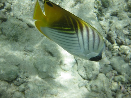 �O�A���P�S