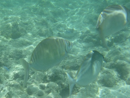 �O�A���P�T