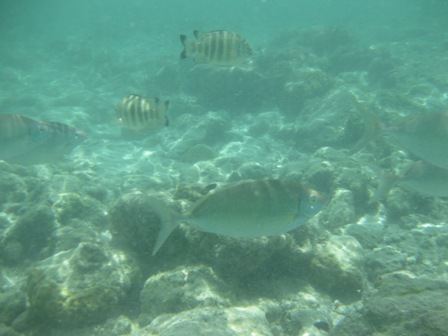 �O�A���P�U