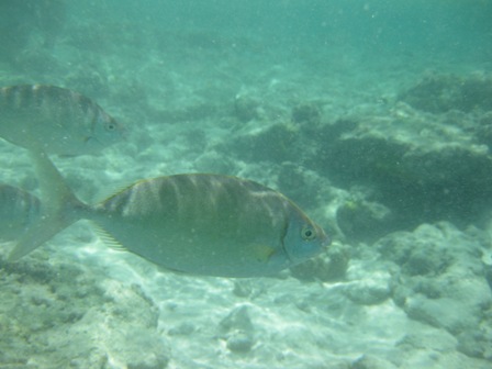 �O�A���P�V