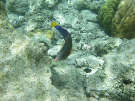 �O�A���P�W