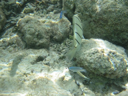 �O�A���Q�P