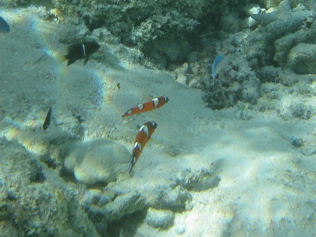 �O�A���Q�R