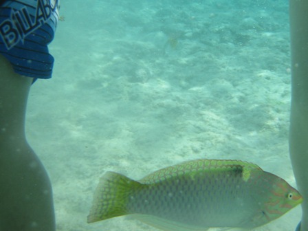 �O�A���Q�S