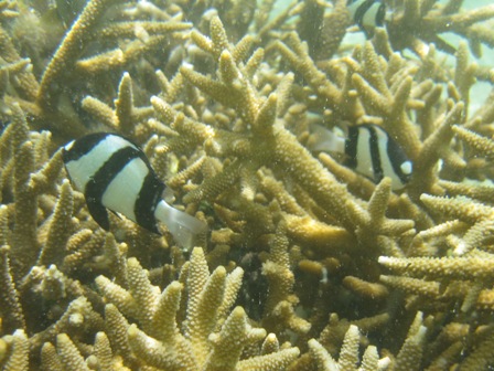 �O�A���P�O