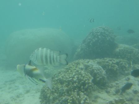 �O�A���P�Q