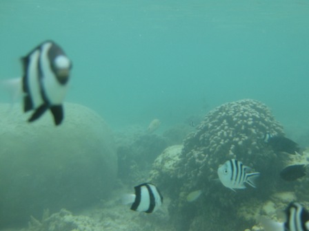 �O�A���P�R