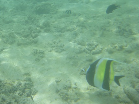 �O�A���P�S