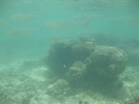 �O�A���P�T