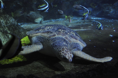 �O�A���Q�P