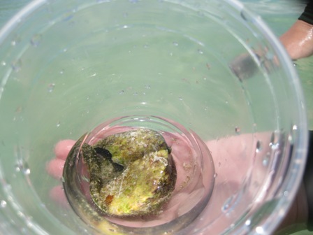 �O�A���P�O