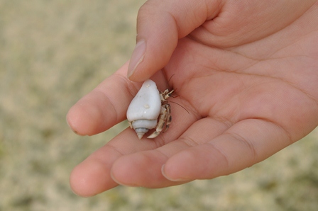 �O�A���Q�R