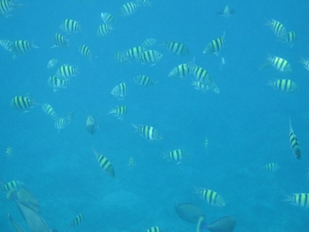 �O�A���P�P