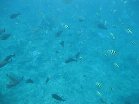 �O�A���P�Q