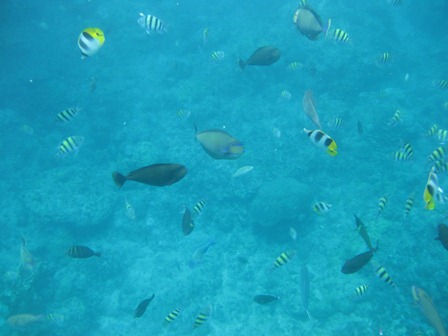 �O�A���P�R