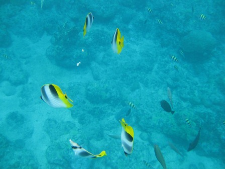 �O�A���P�S