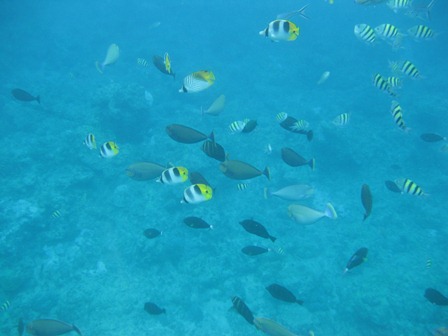 �O�A���P�T