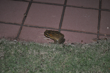 �O�A���P�X