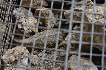 �O�A���P�Q