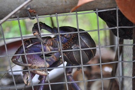 �O�A���P�R