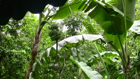 �O�A���P�W