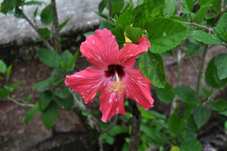 �O�A���R�Q