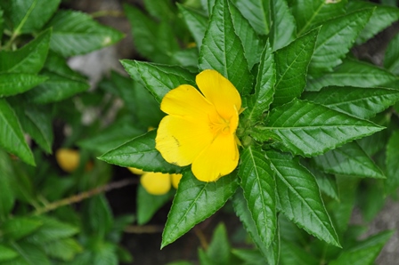 �O�A���R�R