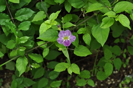 �O�A���R�S