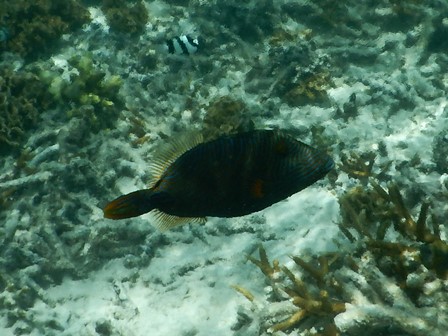 �O�A���P�Q