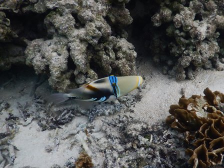 �O�A���P�R