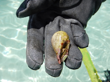 �O�A���P�T