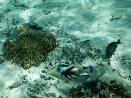 �O�A���P�O