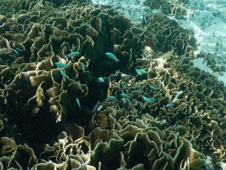 �O�A���P�P