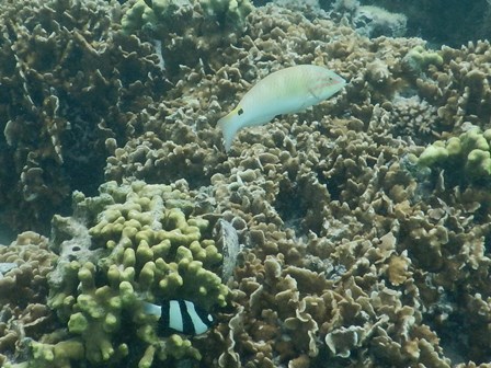 �O�A���P�Q