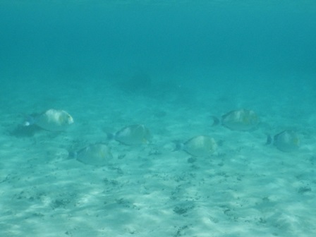 �O�A���P�R