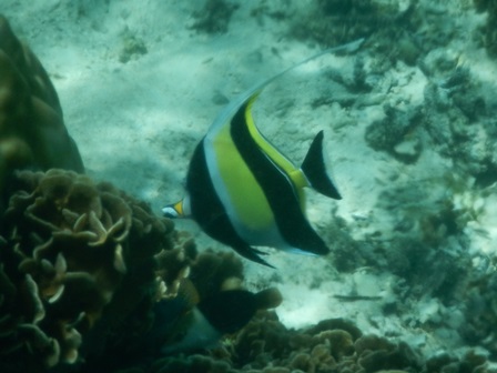 �O�A���P�R