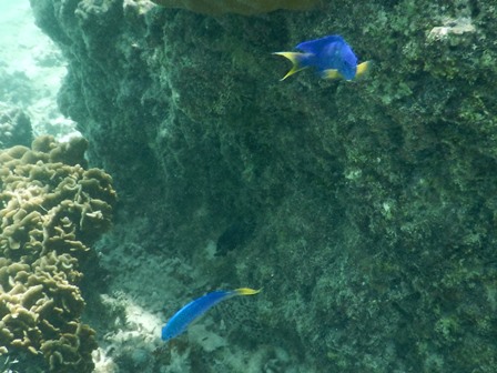 �O�A���P�T