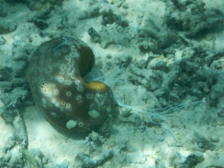 �O�A���P�U