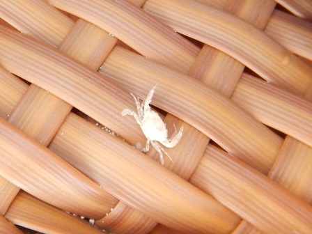 �O�A���P�X