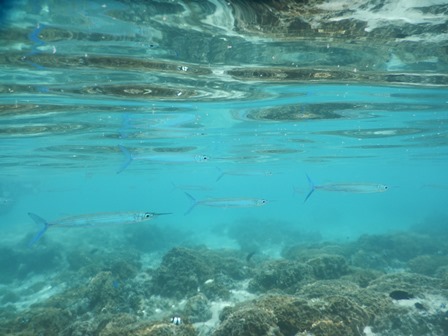 �O�A���P�O