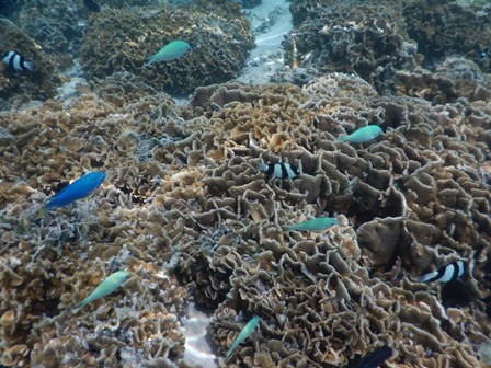 �O�A���P�P