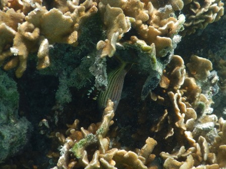 �O�A���P�Q