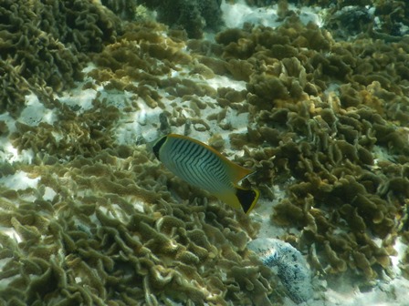 �O�A���P�R