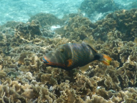 �O�A���P�R