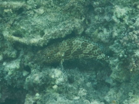 �O�A���P�T