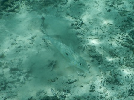 �O�A���P�U