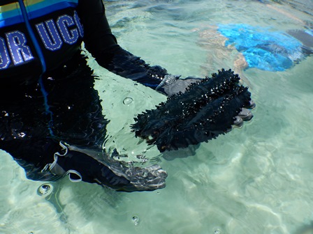 �O�A���P�V