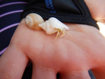 �O�A���P�X