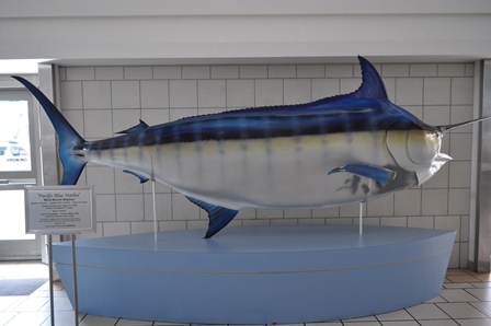 �O�A���R�O