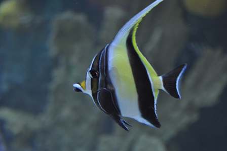 �O�A���R�V